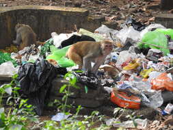 Image of Rhesus Monkey