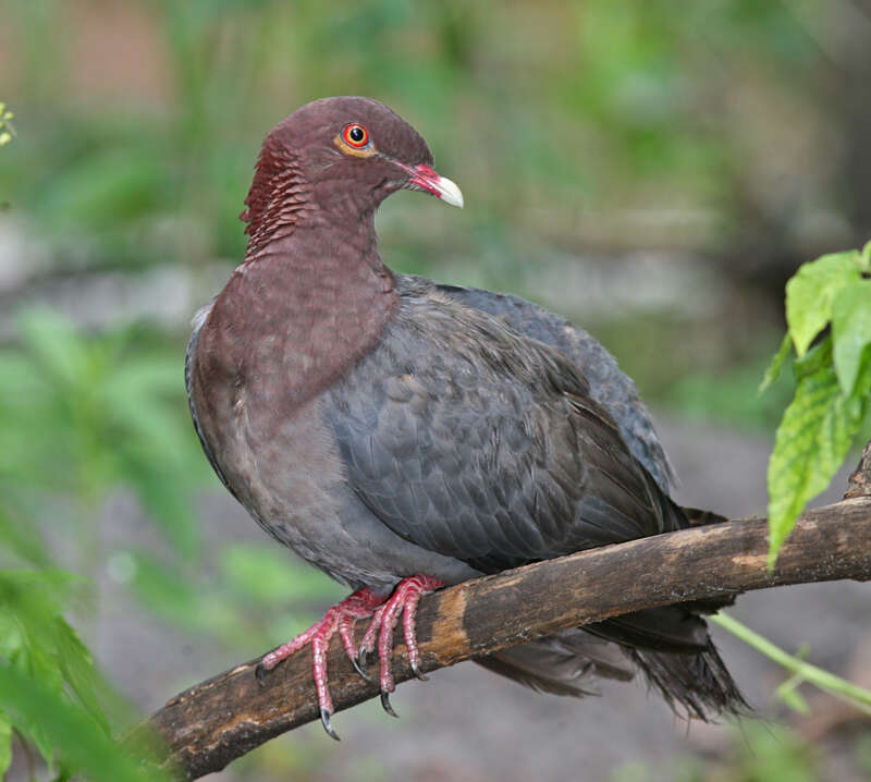 Image of Scaly-naped Pigeon