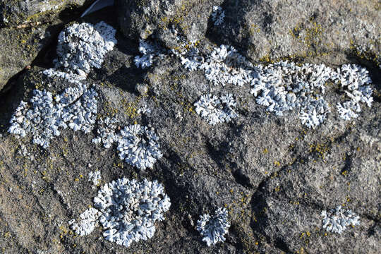 Image of rosette lichen