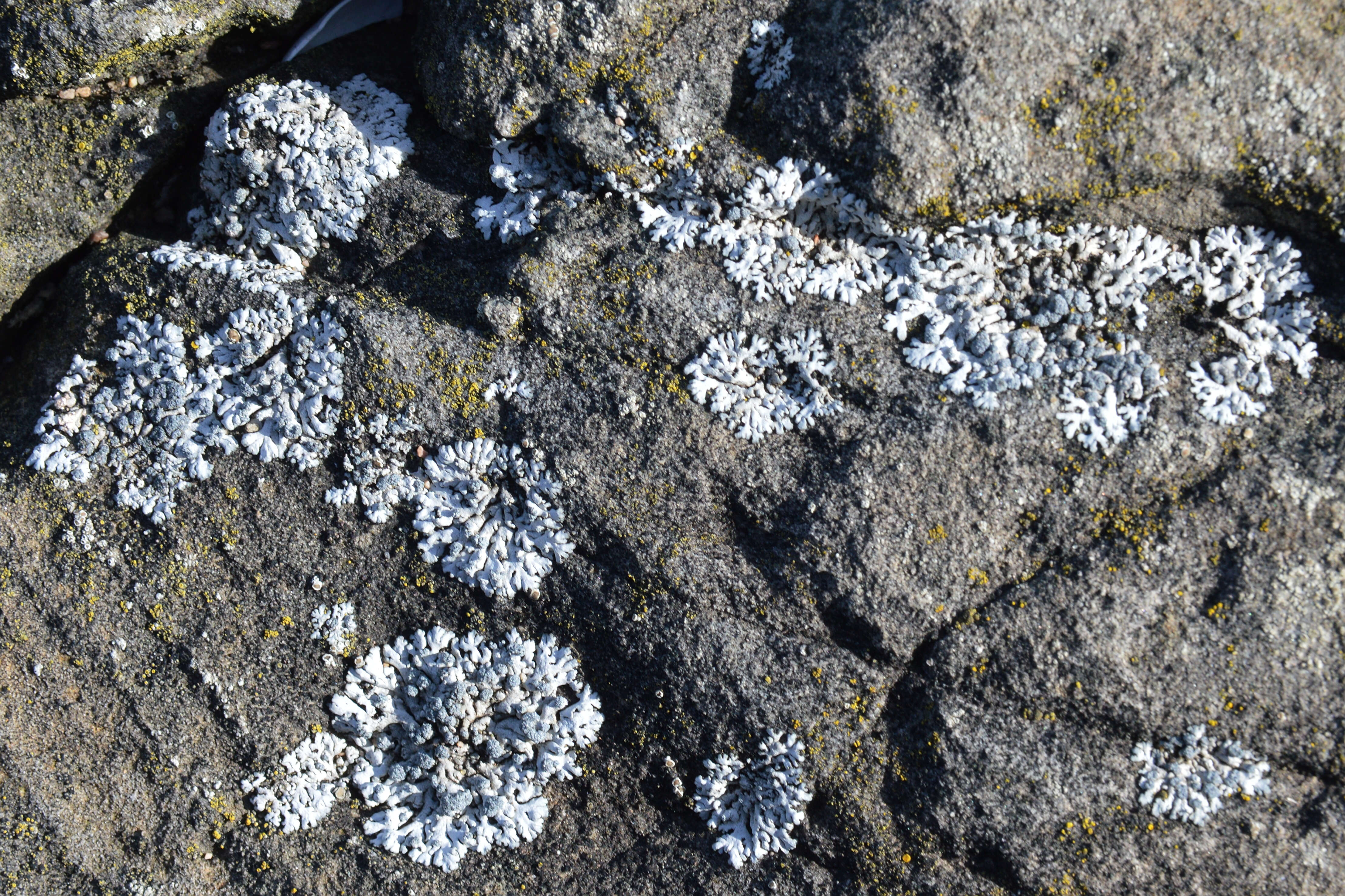 Image of rosette lichen