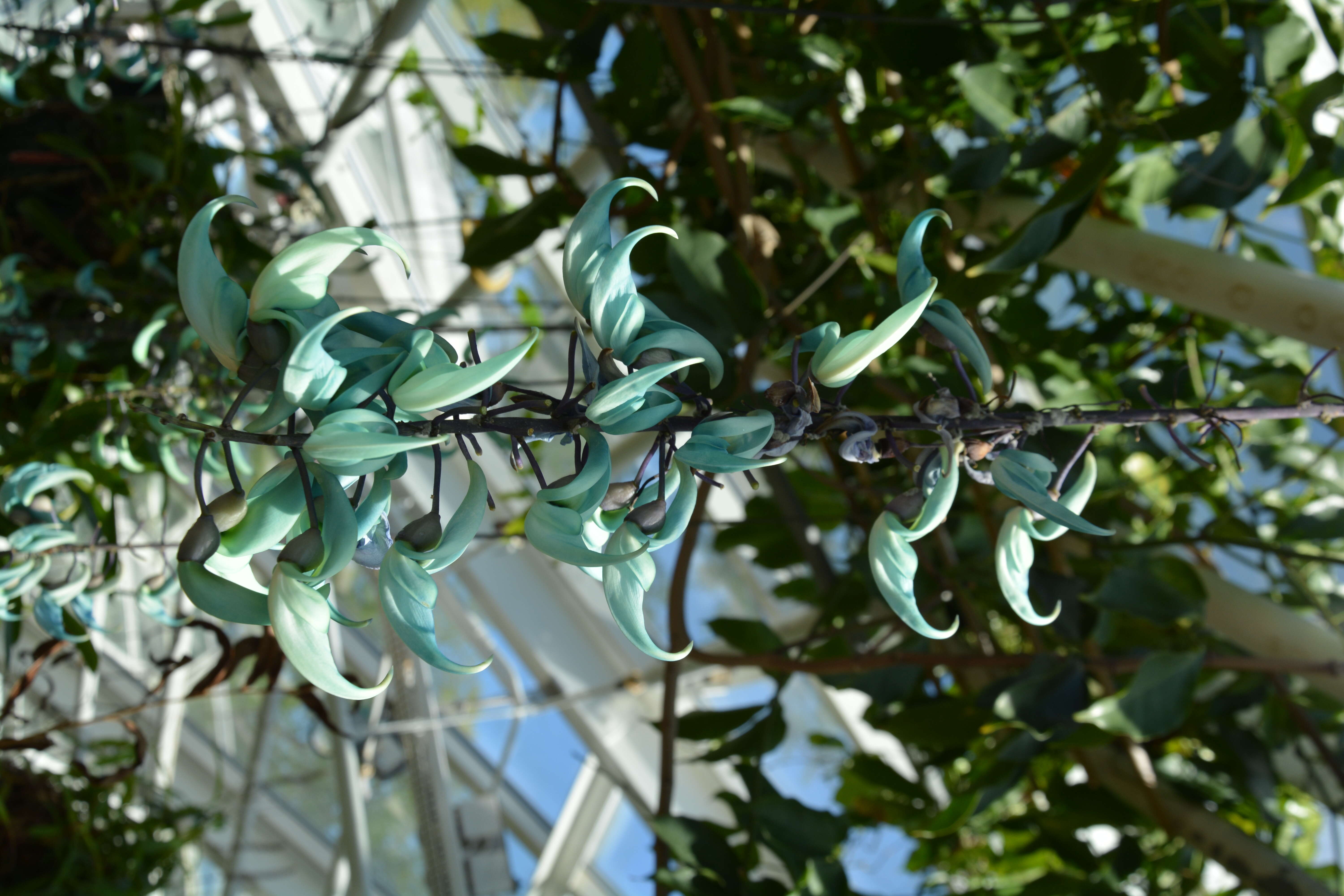 Image of Jade Vine