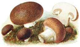 Image of commercial mushroom