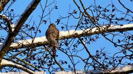 Image of Eurasian Sparrowhawk