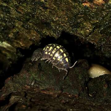 Image of Pill woodlouse