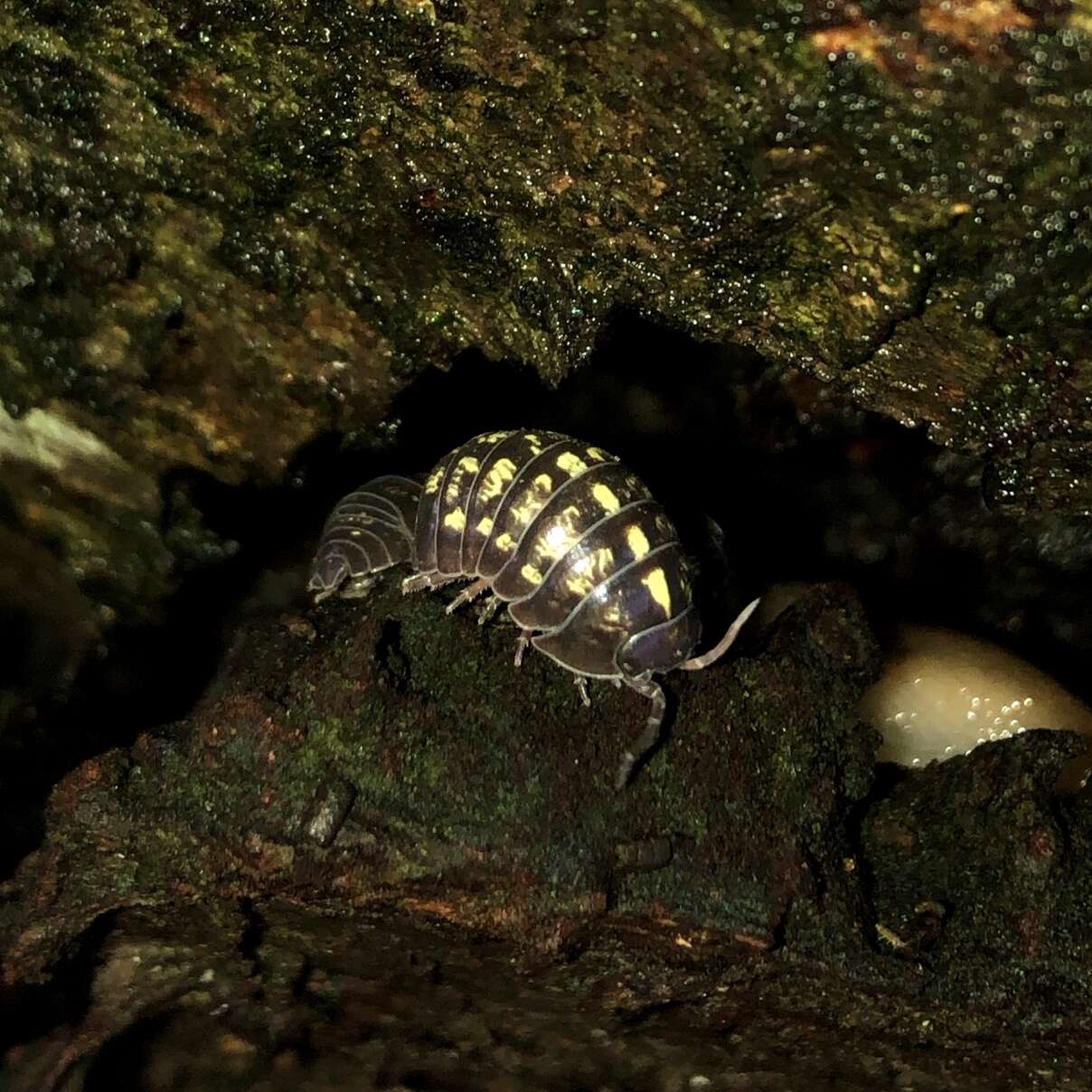 Image of Pill woodlouse