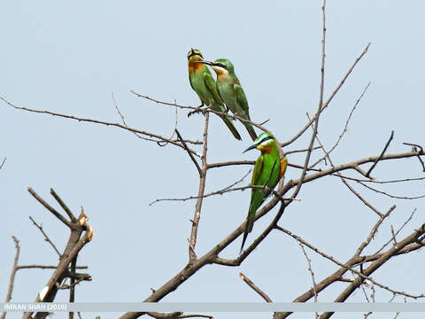 Image of Blue-cheeked Bee-eater