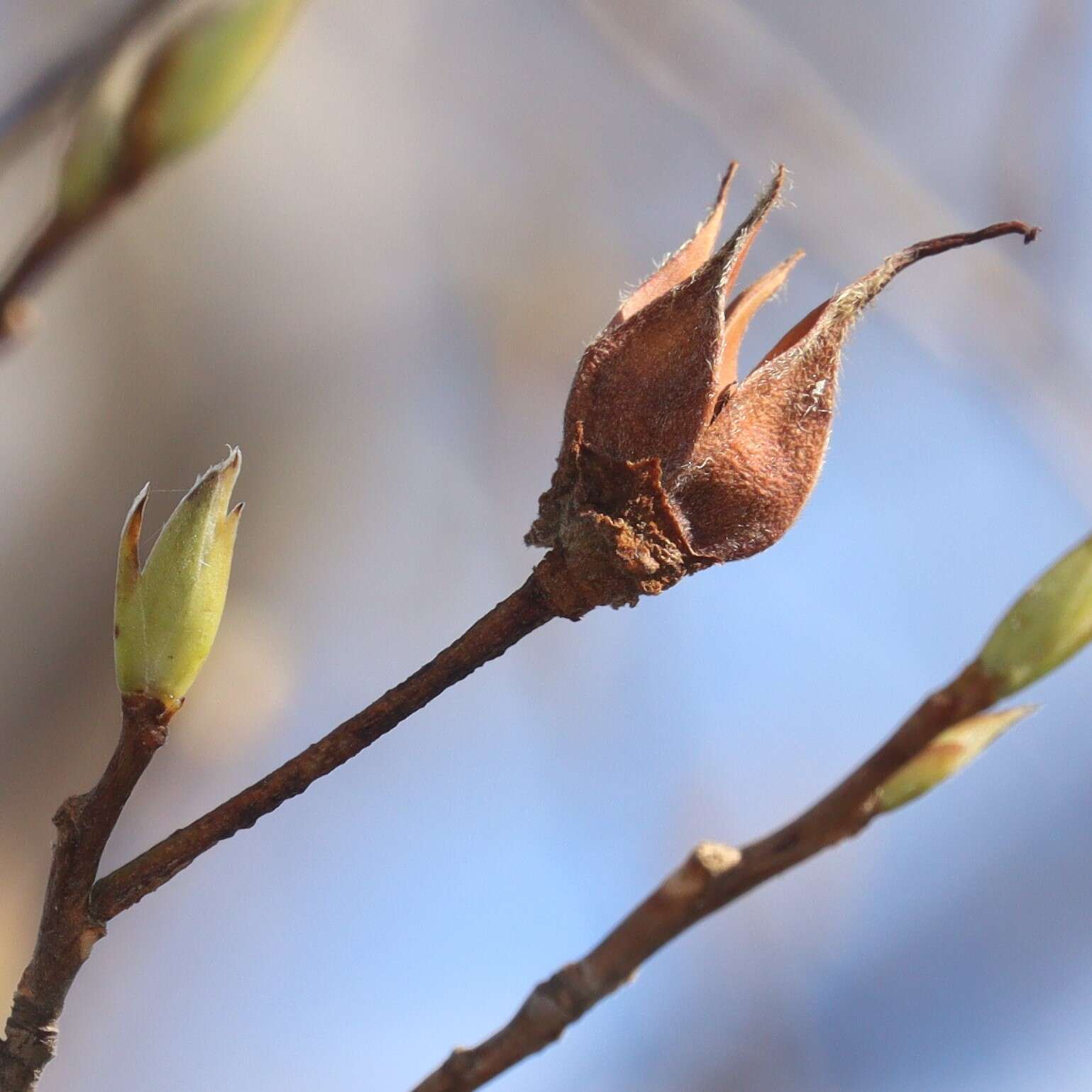 Image of Japanese stewartia