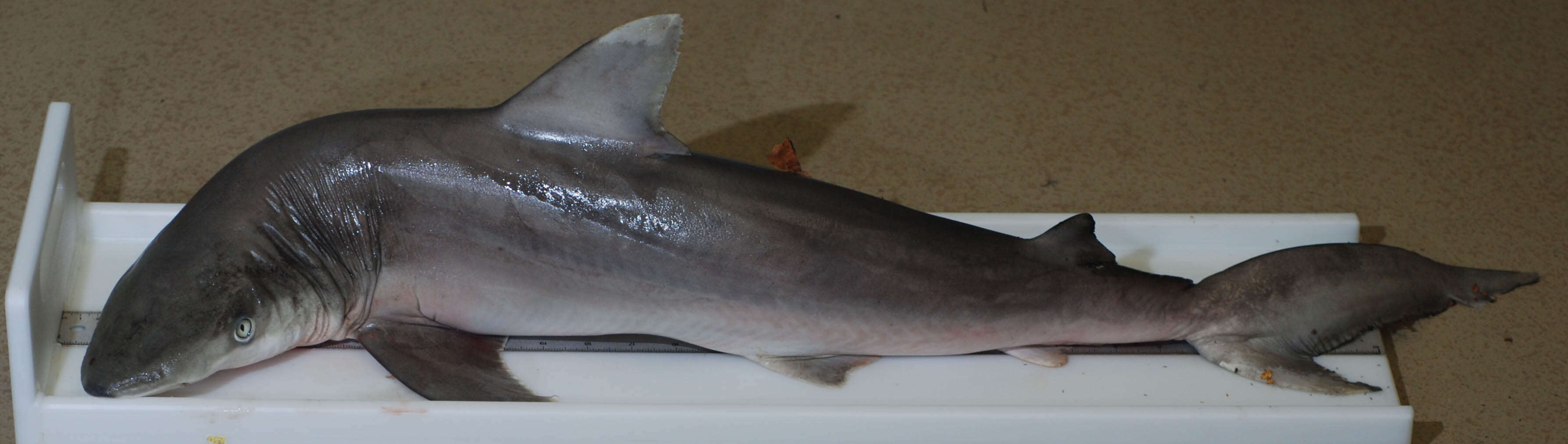 Image of Blacknose Shark