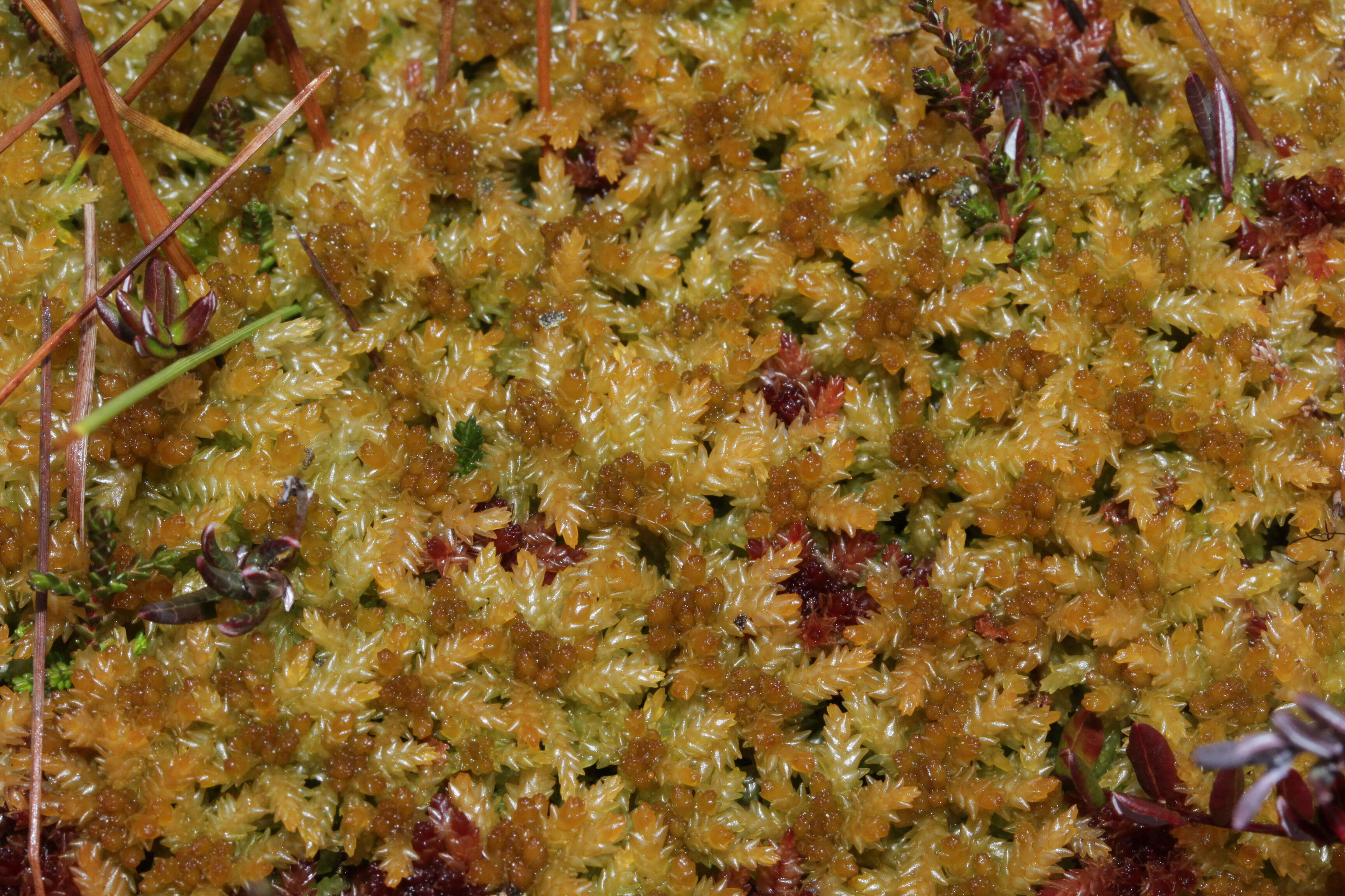 Image of papillose sphagnum