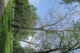 Image of American sycamore