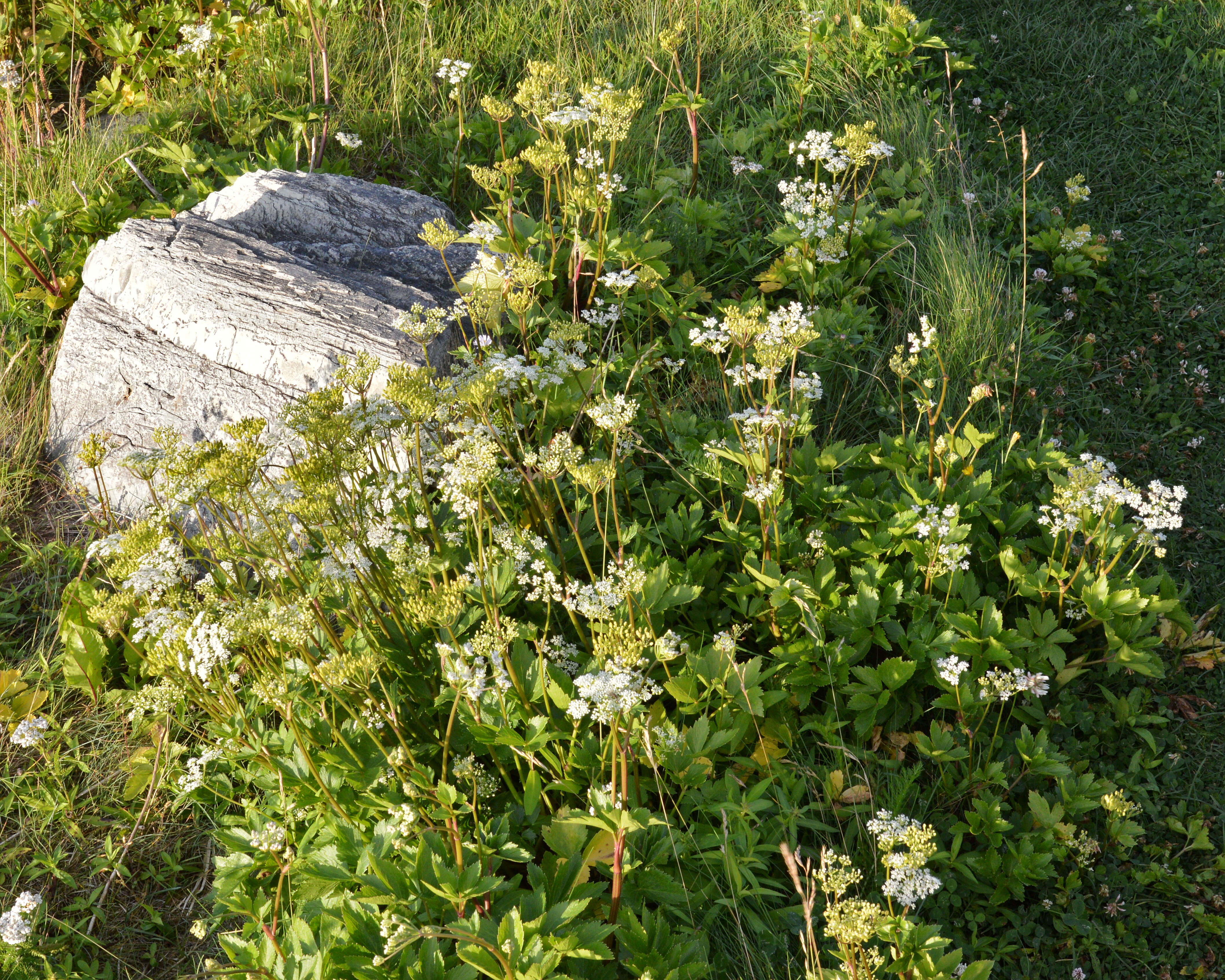 Ligusticum scoticum L. resmi