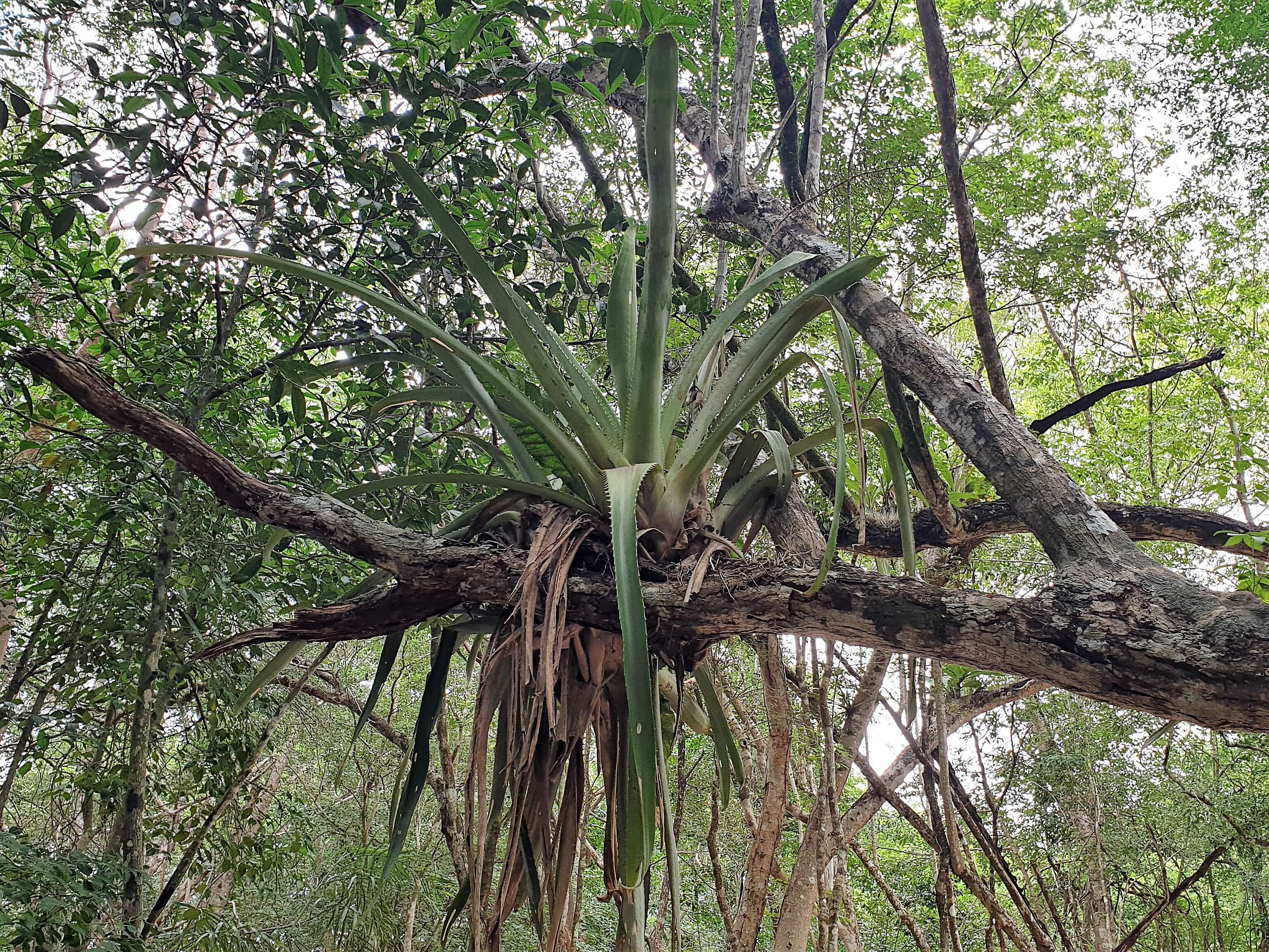 Image of Aechmea bracteata (Sw.) Griseb.