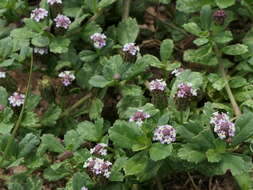 Plancia ëd Phyla nodiflora (L.) Greene