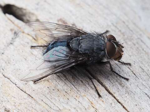 Image of Blue blowfly