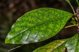 Image of Litsea calicaris (A. Cunn.) Benth. & Hook. fil. ex Kirk