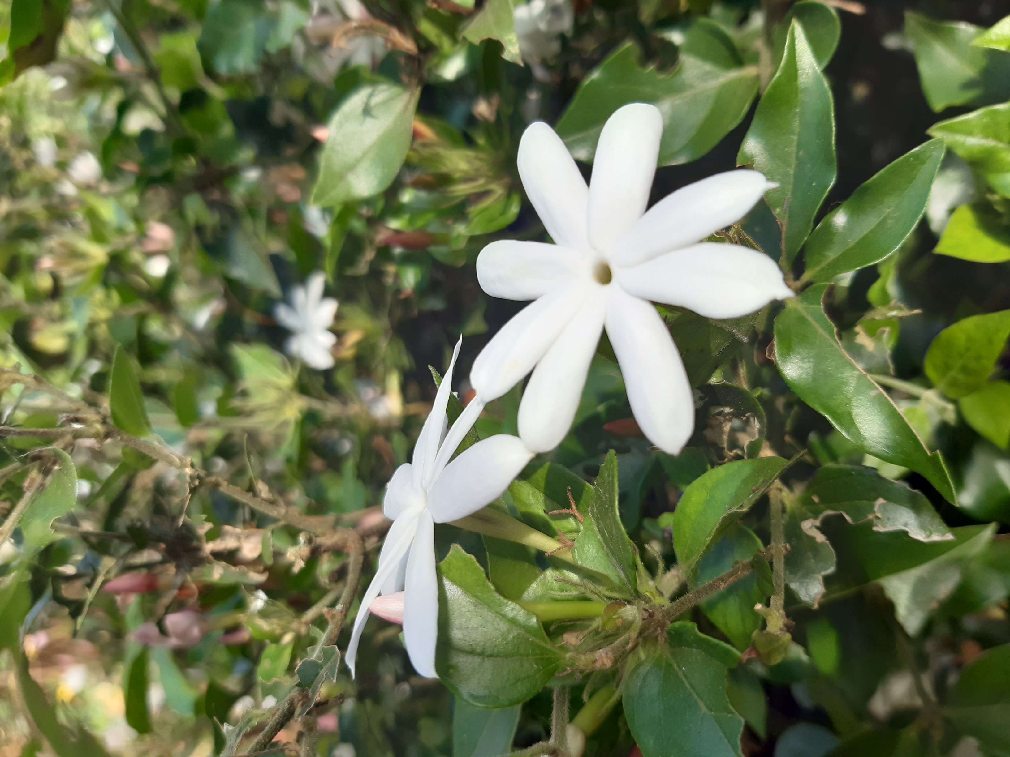 Image de Jasminum multiflorum (Burm. fil.) Andrews