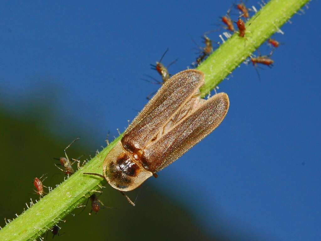 Image of common glow-worm