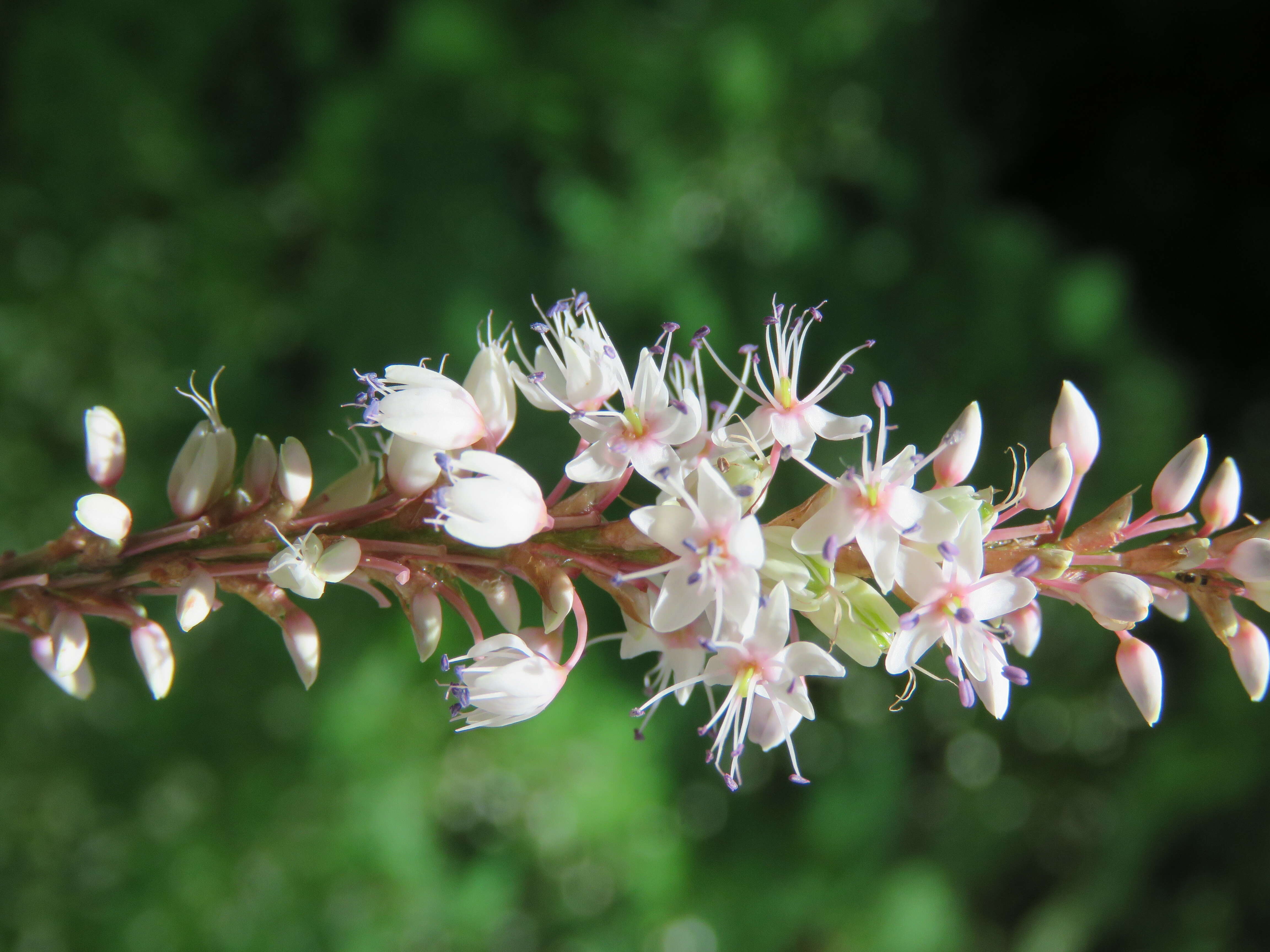 Image of Bistorta amplexicaulis (D. Don) Greene