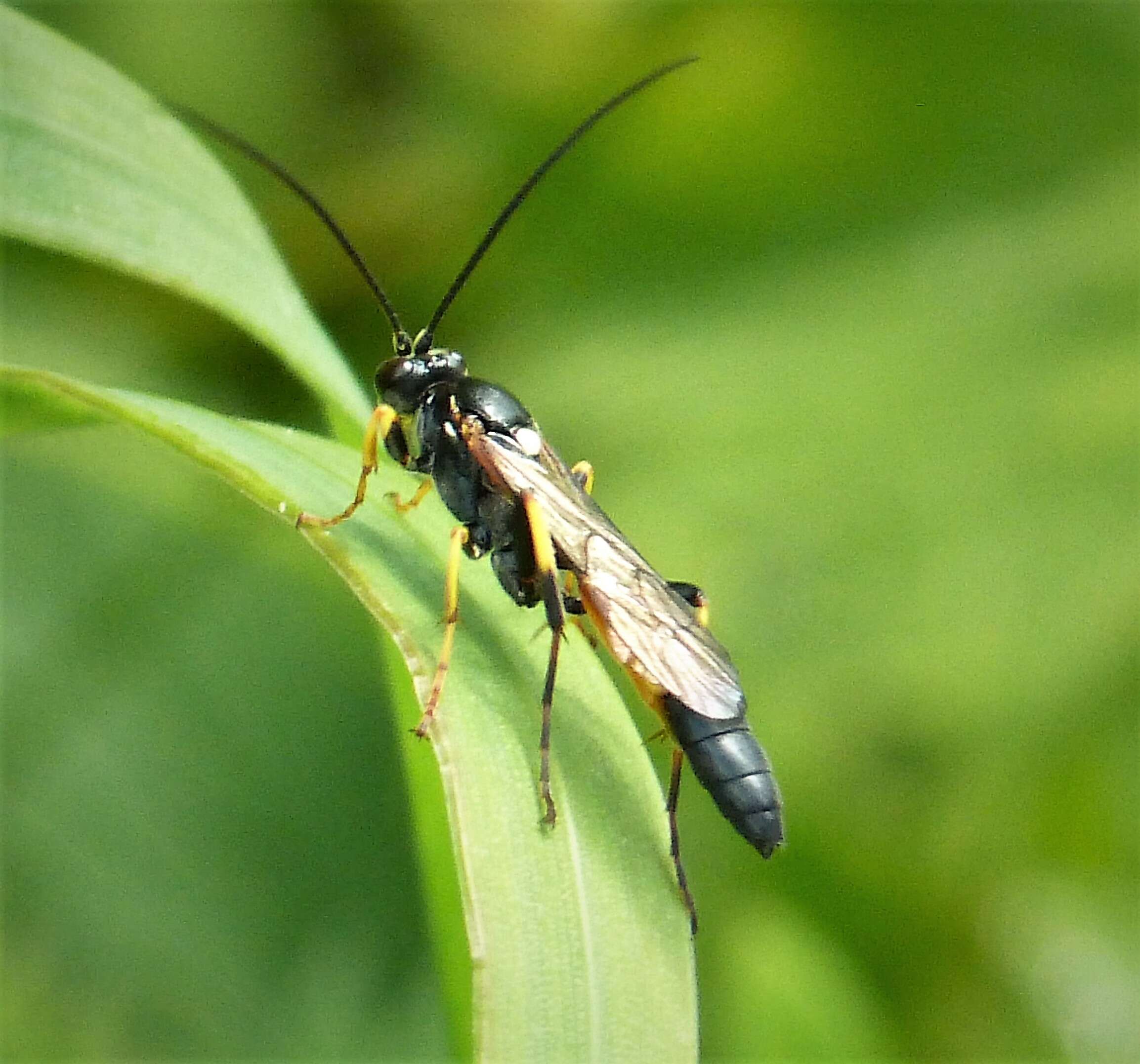 Image of Ichneumon