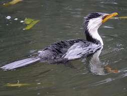 Image of Little Pied Cormorant