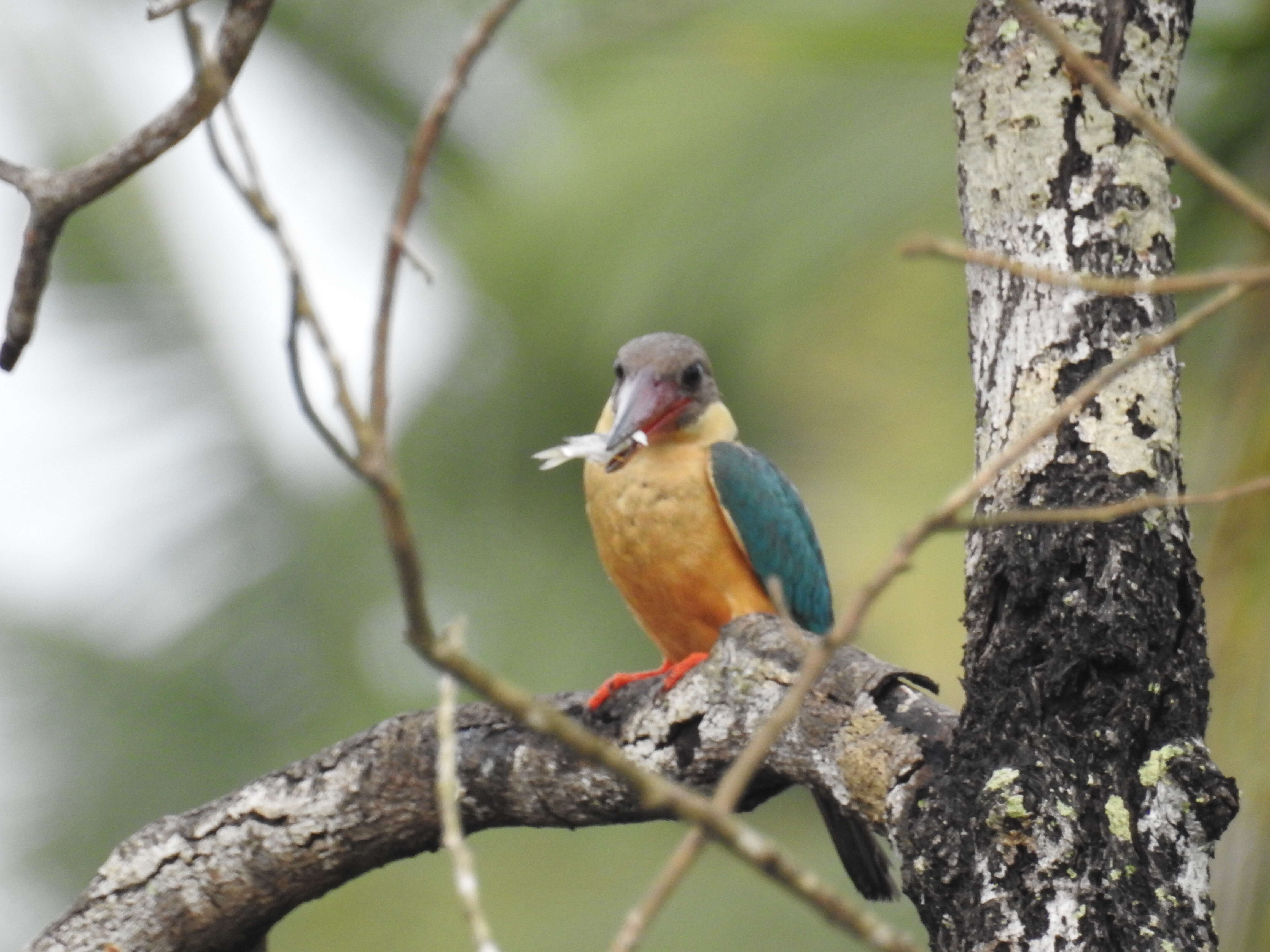 Image of Stork-billed Kingfisher