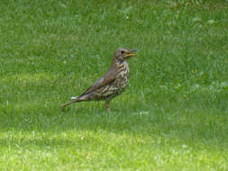 Image of Song Thrush