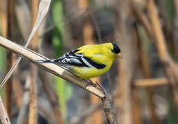 Image of American Goldfinch