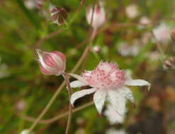 Imagem de Actinotus forsythii Maiden & Betche