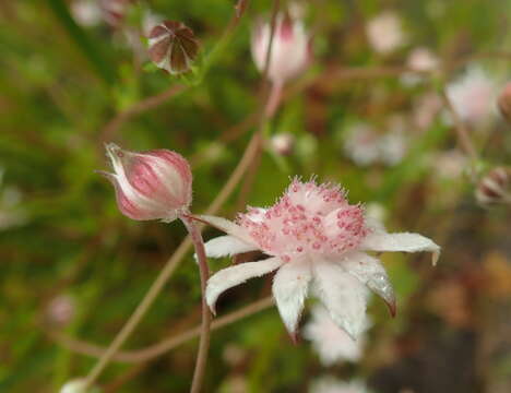 Image of Actinotus forsythii Maiden & Betche