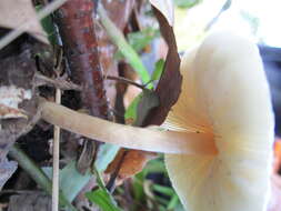 Слика од Lepiota cristata (Bolton) P. Kumm. 1871