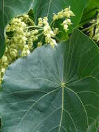 Image of parasol leaf tree