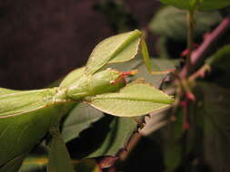 Image of Phyllium (Phyllium) philippinicum Hennemann, Conle, Gottardo & Bresseel 2009