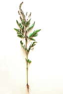 Image of annual ragweed