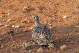 Image of Black-faced Sandgrouse