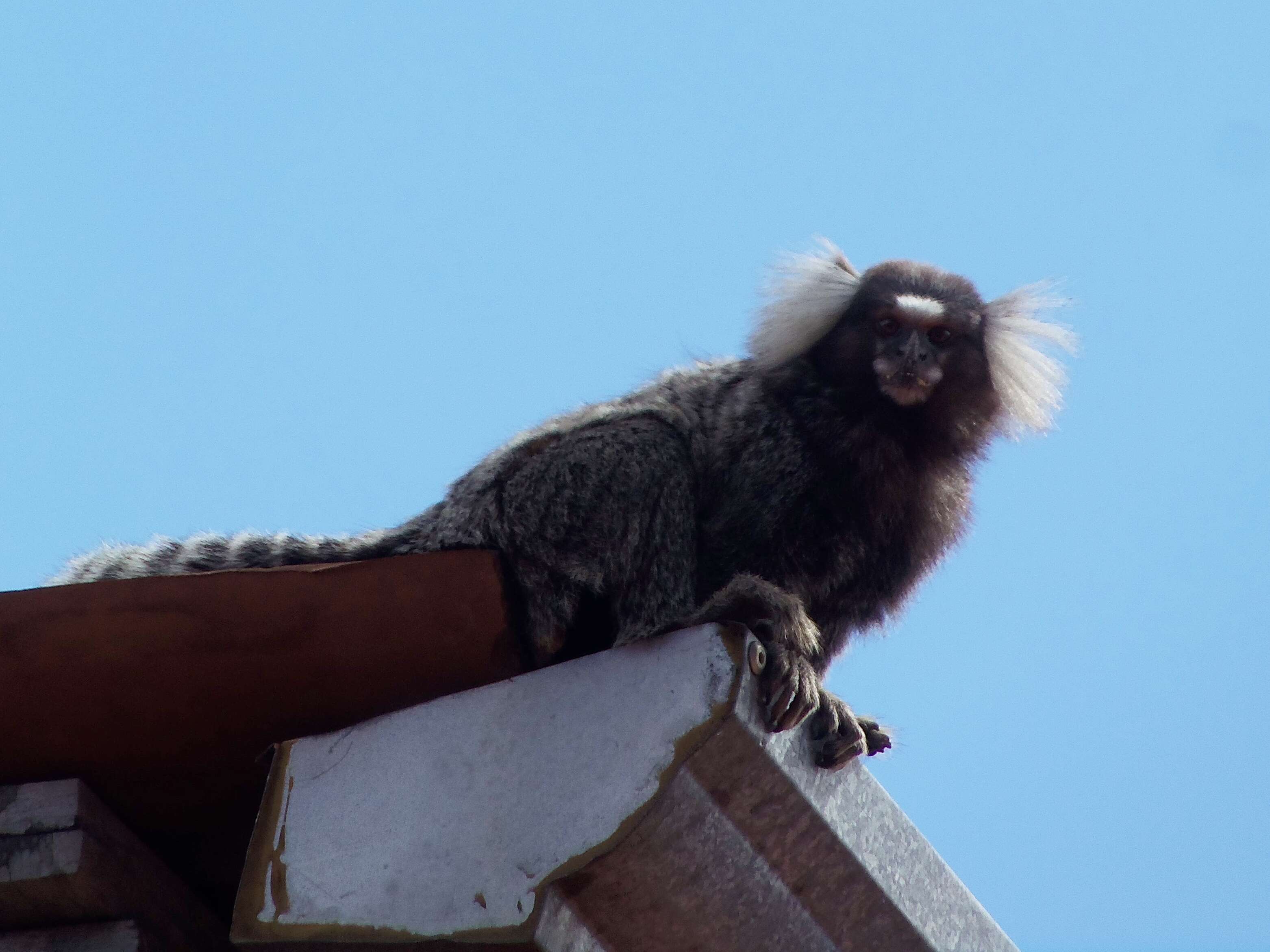 Image of Common Marmoset