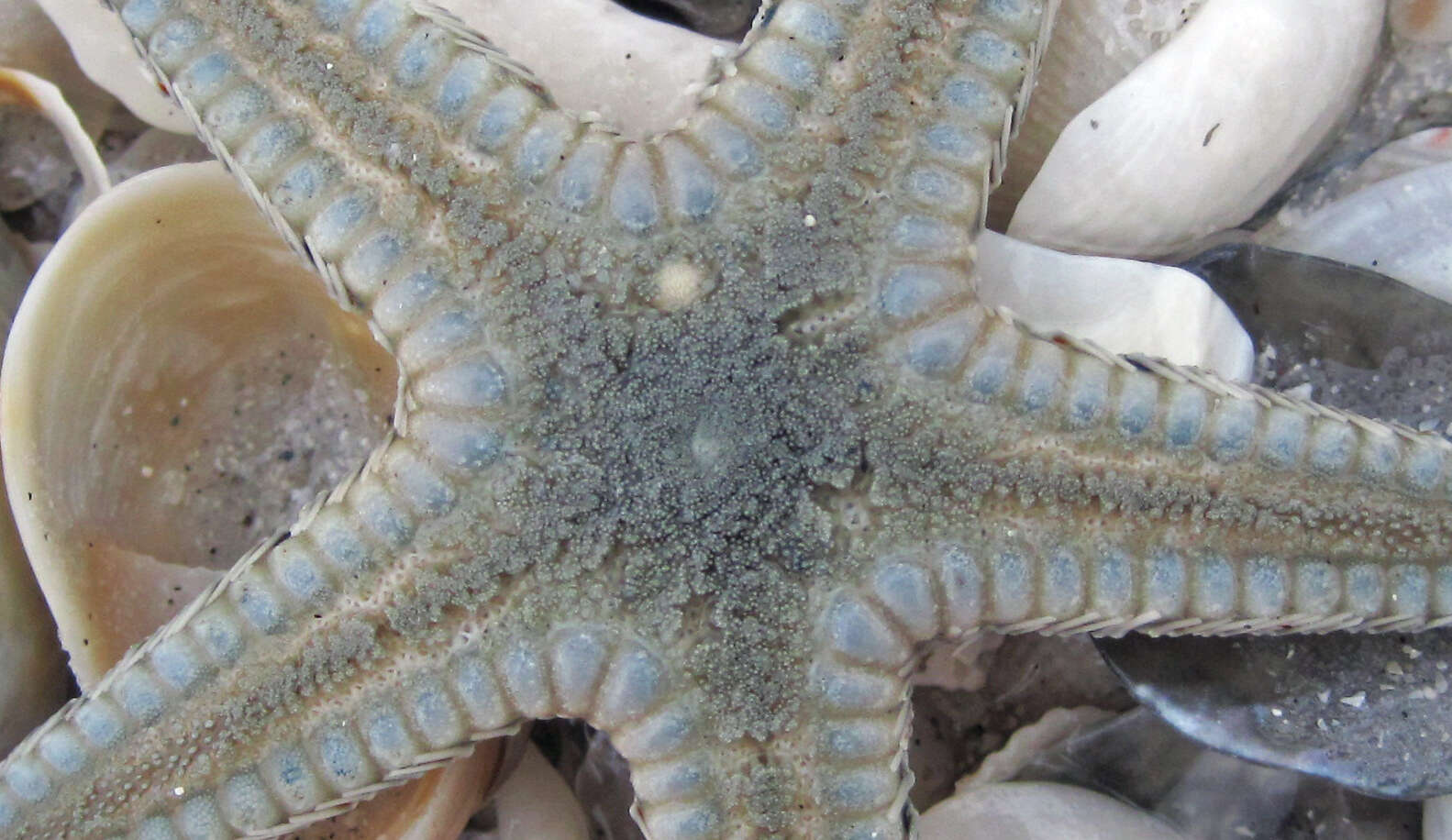 Image of Astropectinidae Gray 1840