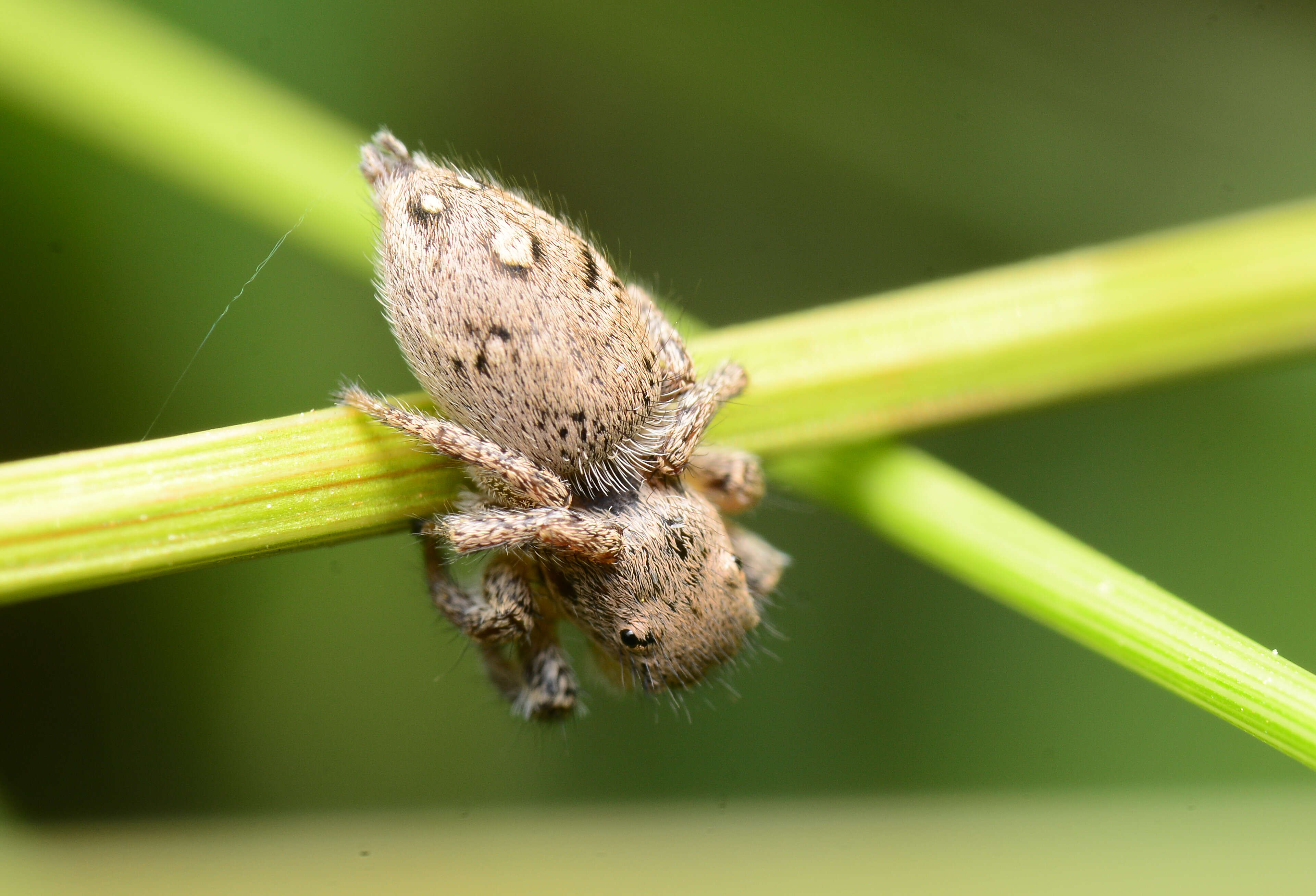 Image of Habronattus coecatus (Hentz 1846)