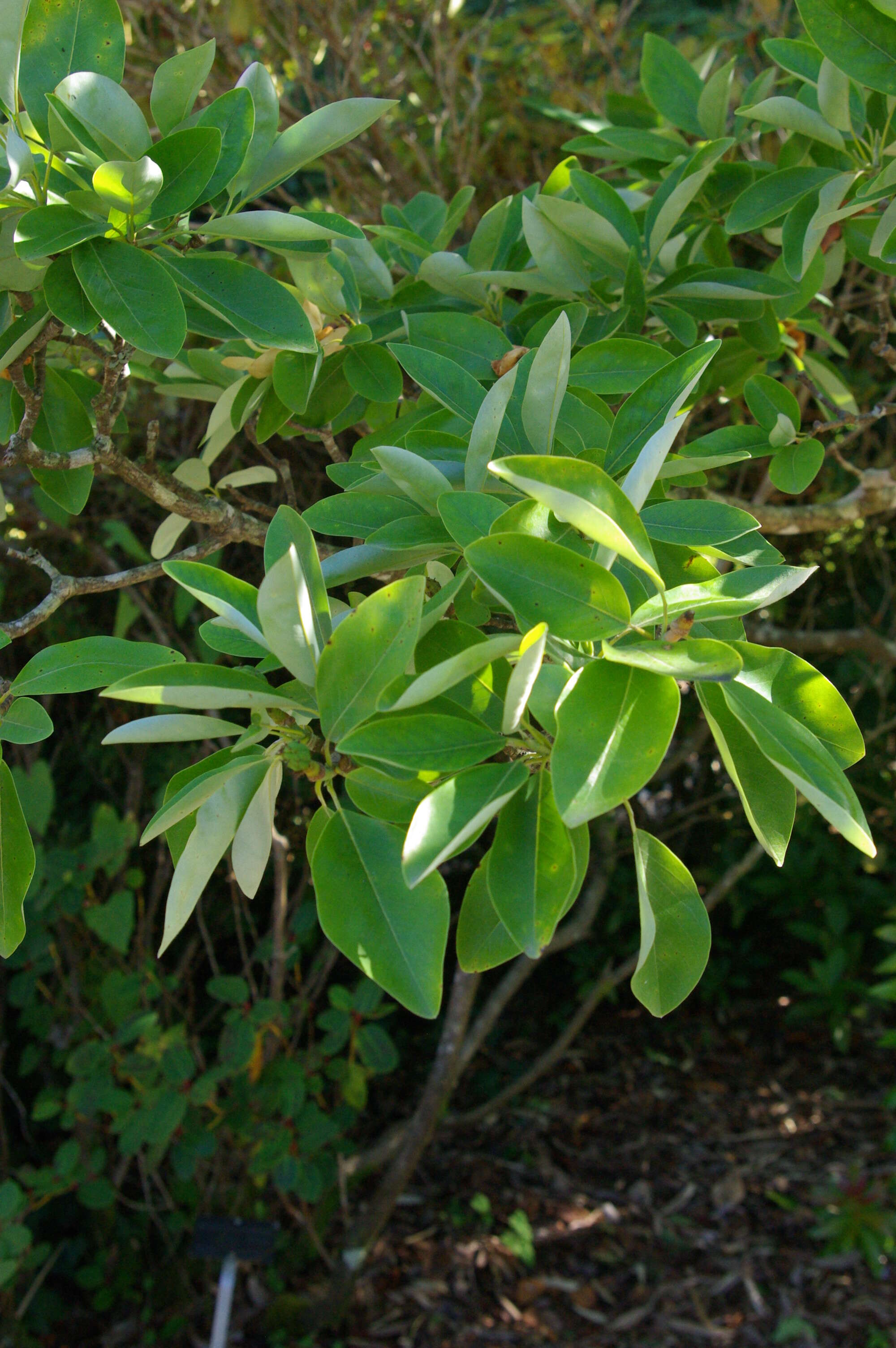 Image of Rhododendron williamsianum Rehder & E. H. Wilson