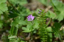 Imagem de Geranium molle L.