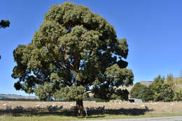 Слика од Eucalyptus crebra F. Müll.