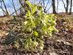 Image of Hellebore