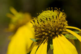 Image of cutleaf coneflower