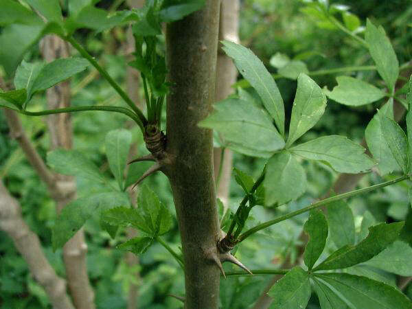 Image of Fiveleaf aralia