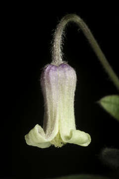 Clematis ochroleuca resmi