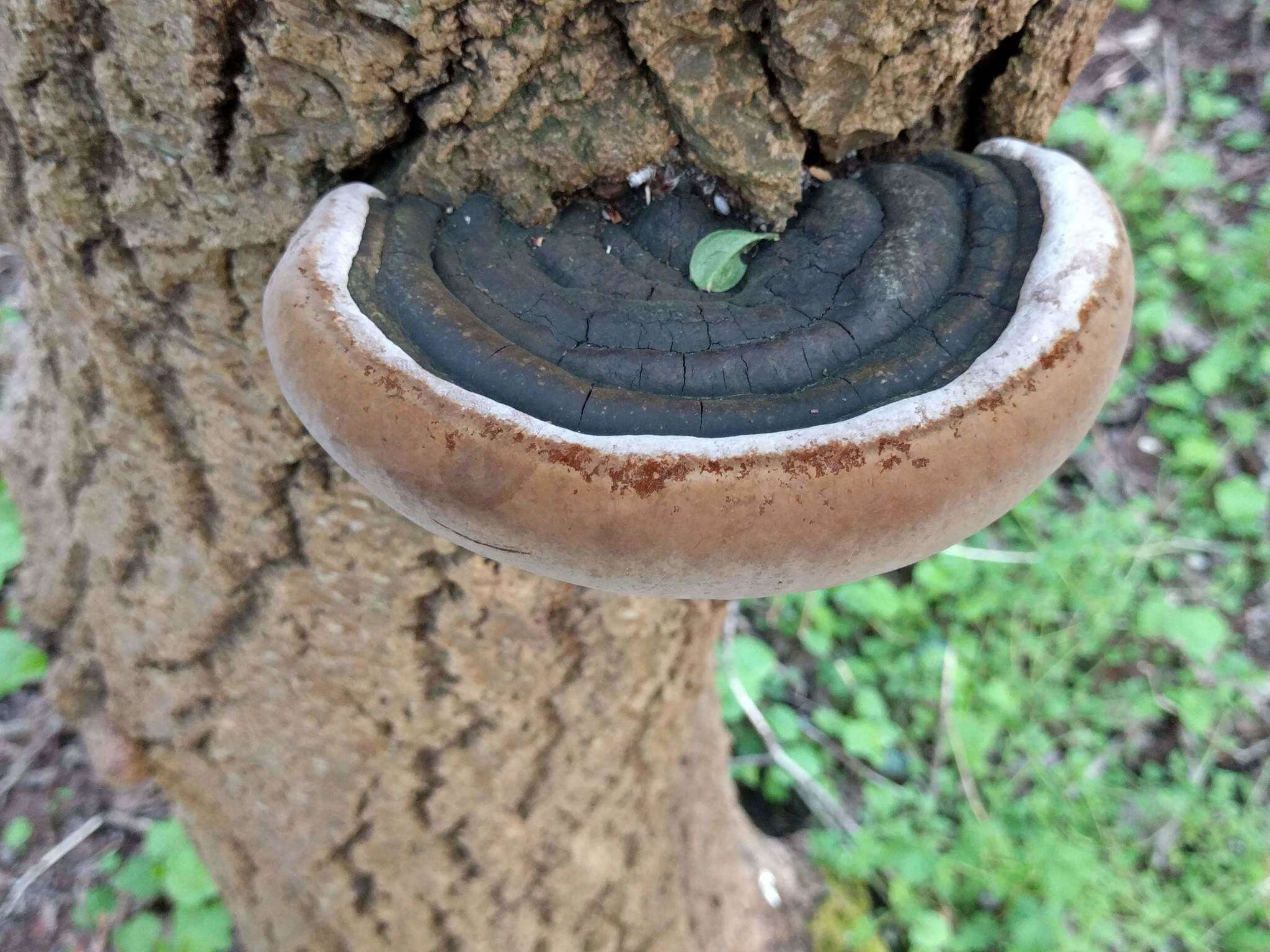 Phellinus igniarius (L.) Quél. 1886 resmi