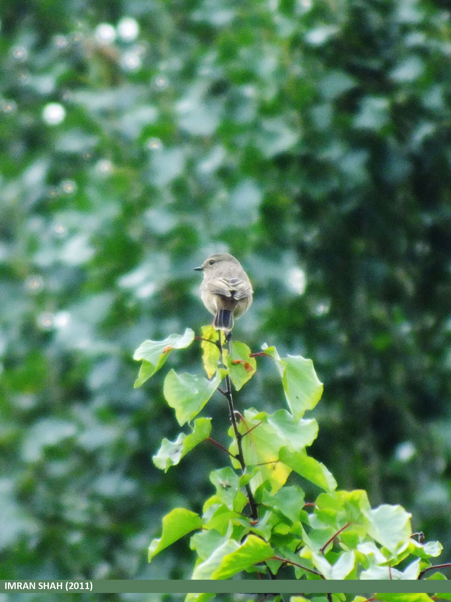 Image of Siberian Chiffchaff