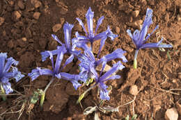 Image of Iris reticulata M. Bieb.