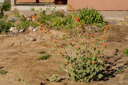 Image of globemallow