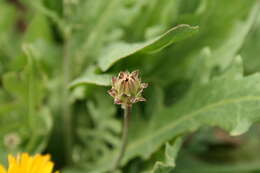 Image of False sowthistle