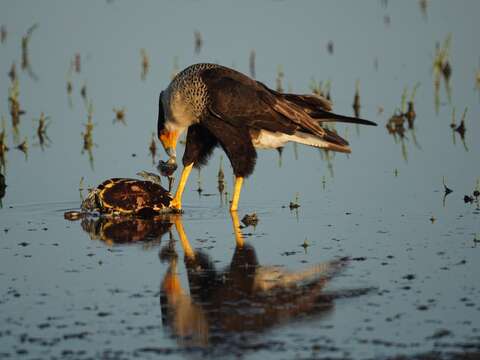 Image of Caracara Merrem 1826